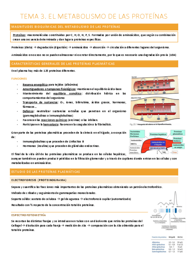 Miniatura del documento TEMA 3.3. METABOLISMO DE LAS PROTEÍNAS.pdf