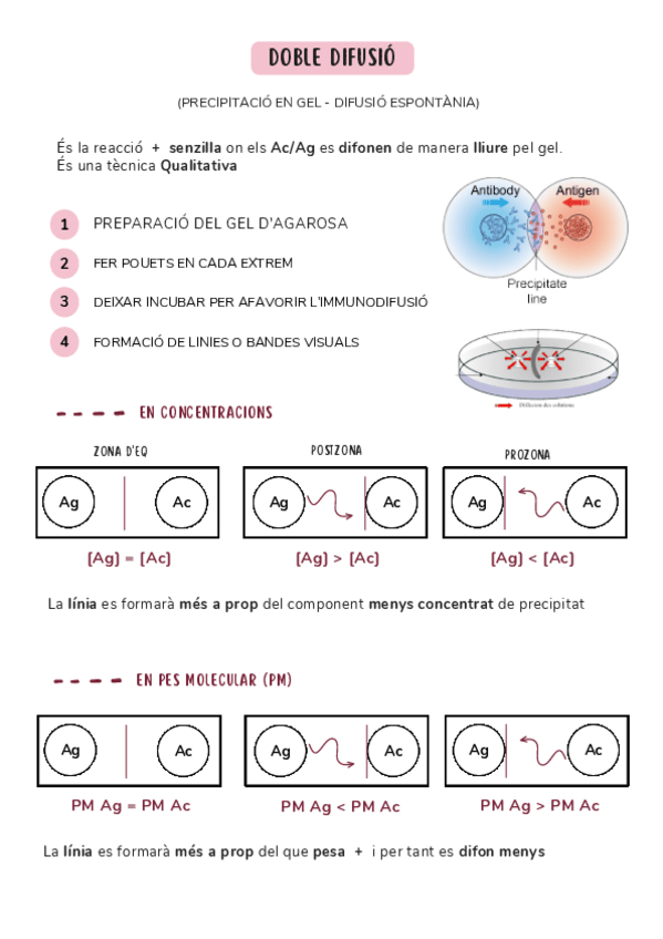 Miniatura del documento DOBLE-DIFUSIO.pdf