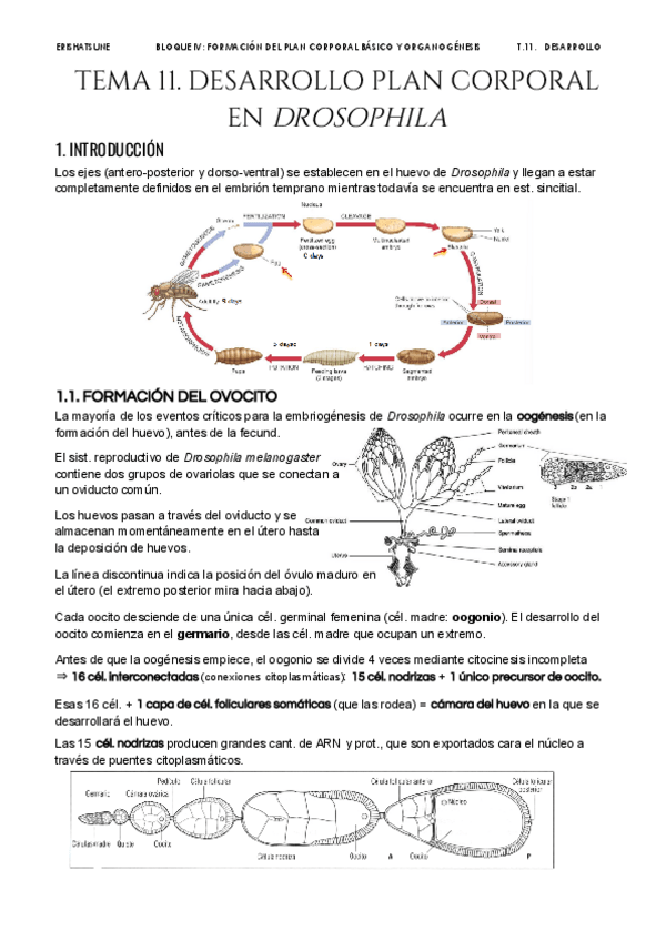 Miniatura del documento Tema-11.pdf