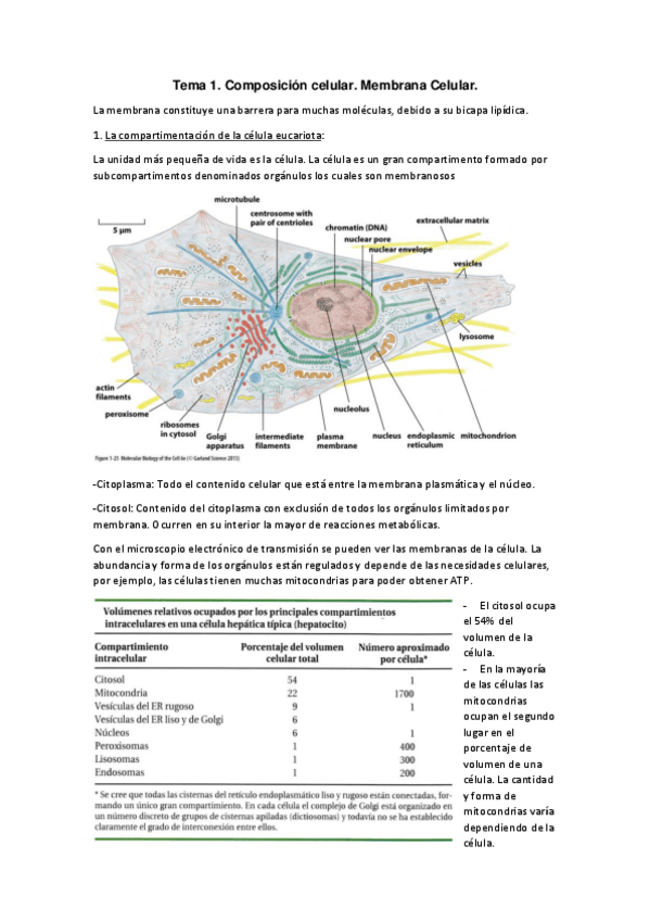 Miniatura del documento Tema-1-compartimentacion-celular.pdf