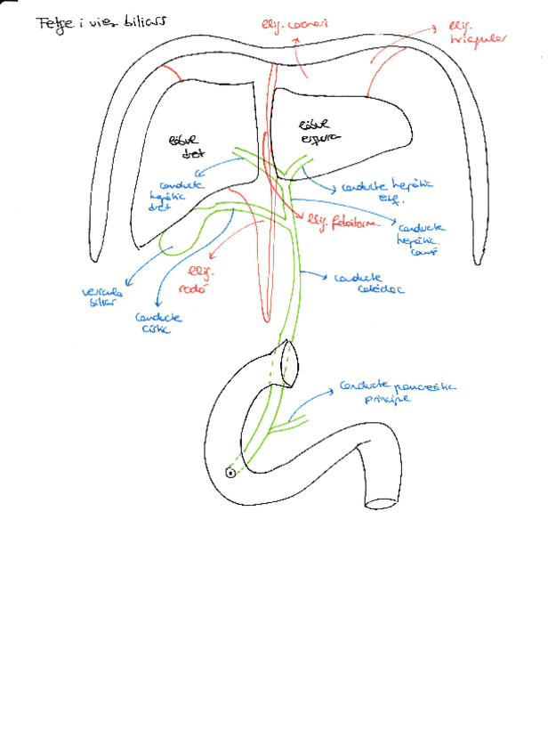Miniatura del documento Lligaments-fetge-i-sals-bilials.pdf