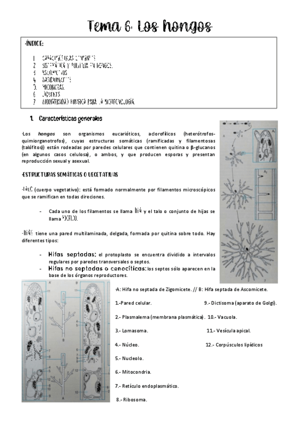 Miniatura del documento Tema-6-botanica.pdf