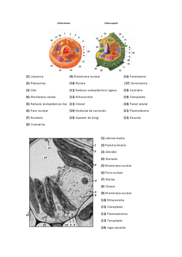 Miniatura del documento ACTIVIDADES-MARTES-BOTANICA.pdf