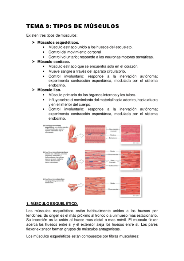 Miniatura del documento TEMA-9-TIPOS-DE-MUSCULOS.pdf