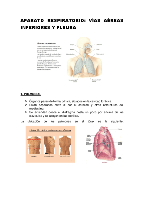 Miniatura del documento APARATO-RESPIRATORIO-VIAS-AEREAS-INFERIORES-Y-PLEURA.pdf