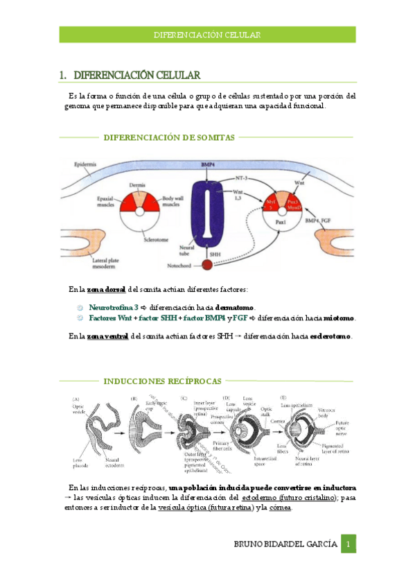 Miniatura del documento Diferenciacion-celular-Tema-15.pdf