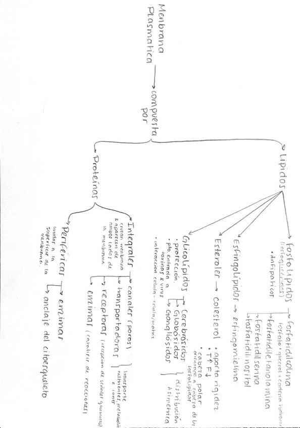 Miniatura del documento Membrana-Celular.pdf