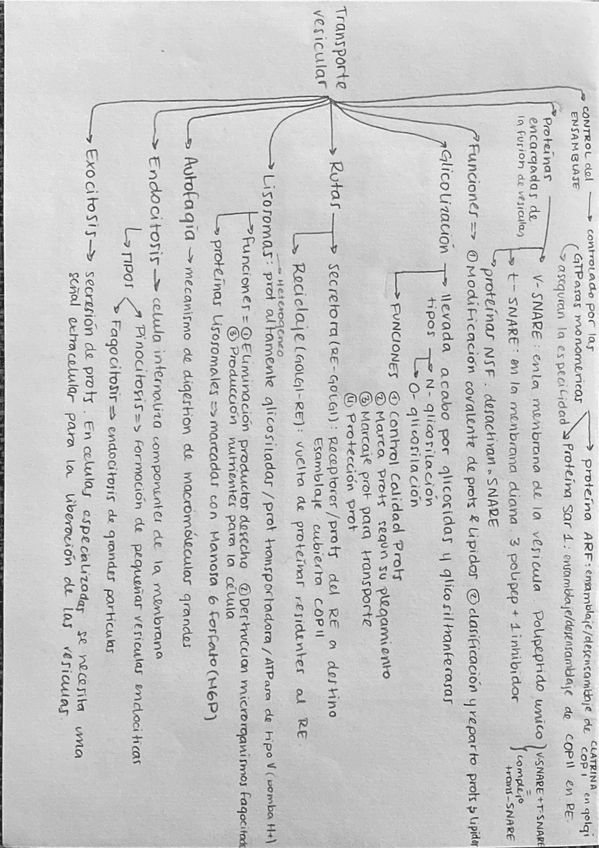 Miniatura del documento Transporte-Vesicular.pdf