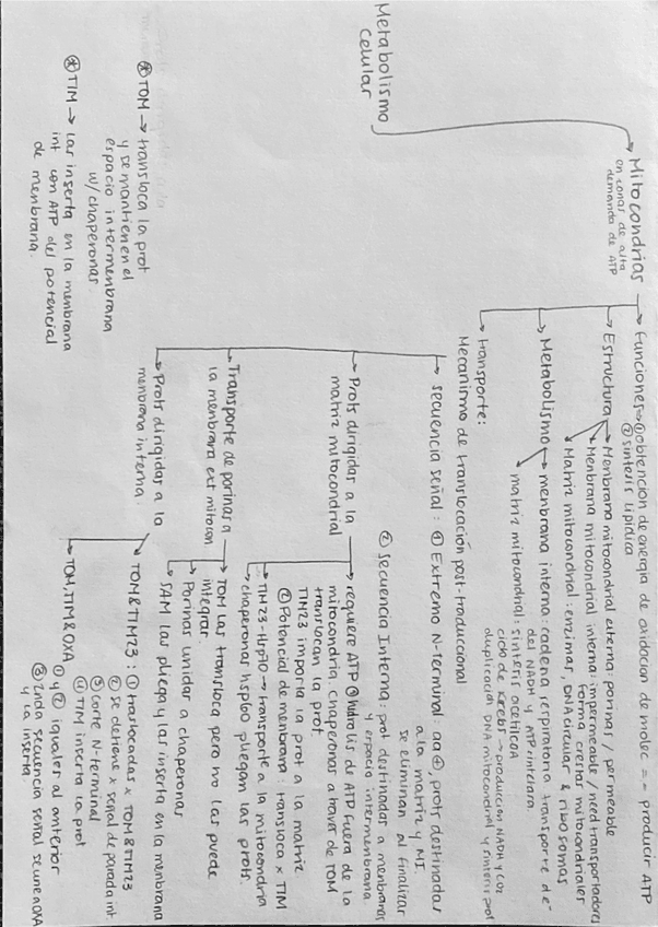 Miniatura del documento Metabolismo-Celular.pdf