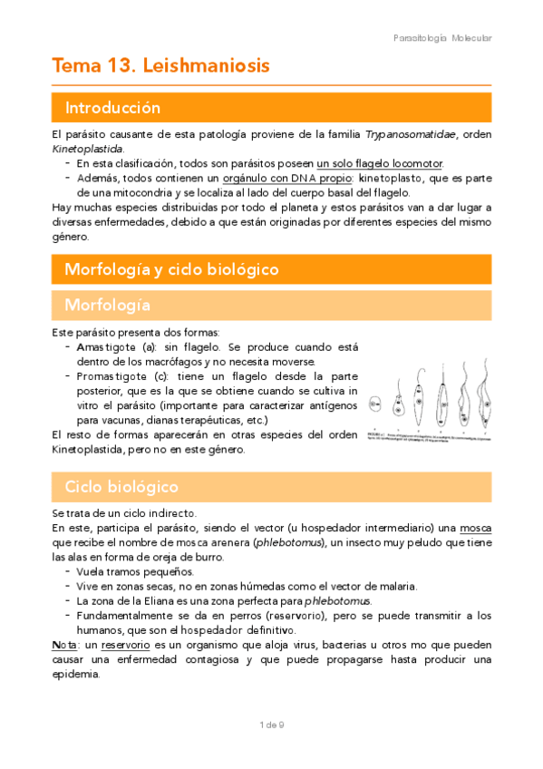 Miniatura del documento TEMA-13.pdf