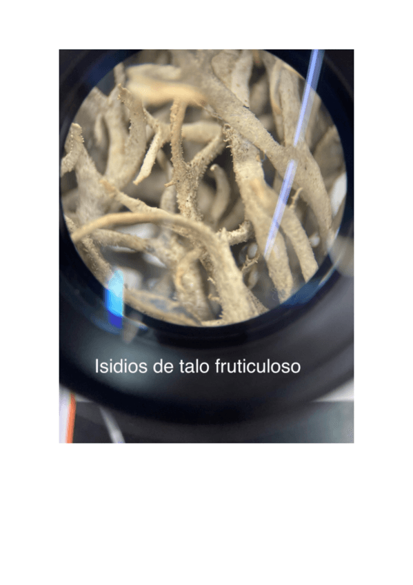 Miniatura del documento PRACTICA-2-LIQUENES.pdf