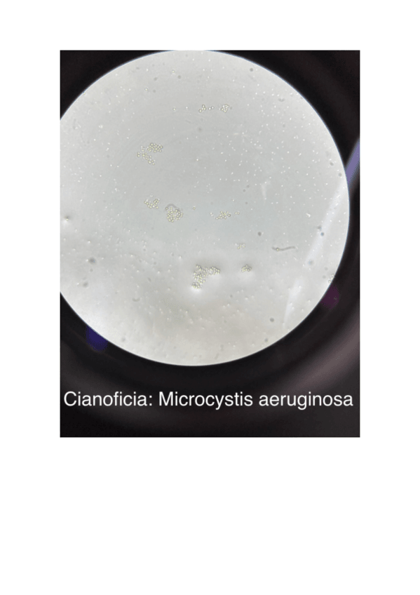 Miniatura del documento PRACTICA-3-MICROALGAS.pdf