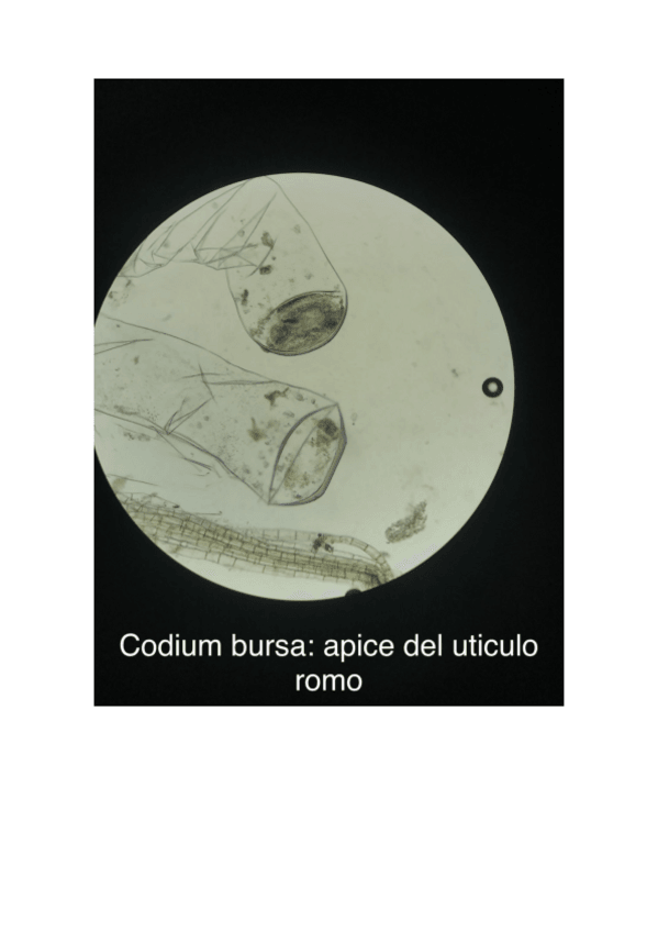 Miniatura del documento PRACTICA-4-MACROALGAS.pdf