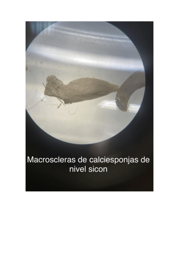 Miniatura del documento PRACTICA-1-PROTOZOOS-Y-PORIFEROS.pdf