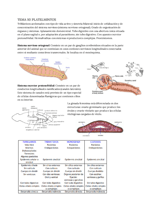 Miniatura del documento TEMA-10-PLATELMINTOS.pdf