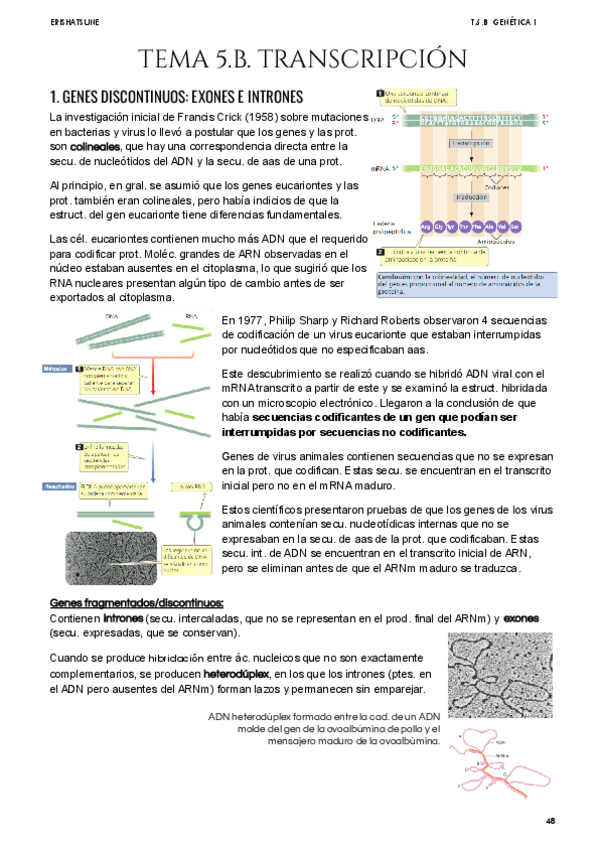 Miniatura del documento Tema-5B-Transcripcion.pdf