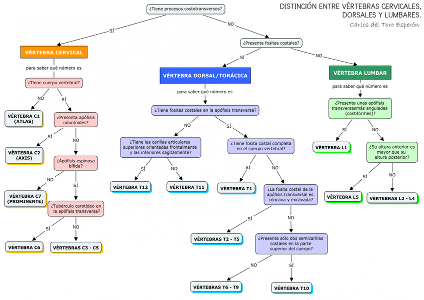 Miniatura del documento DISTINCIÓN ENTRE CERVICALES DORSALES Y LUMBARES.png