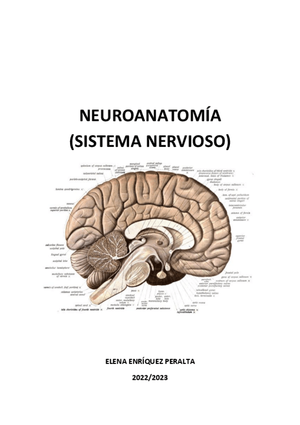 Miniatura del documento NEUROANATOMIA.pdf