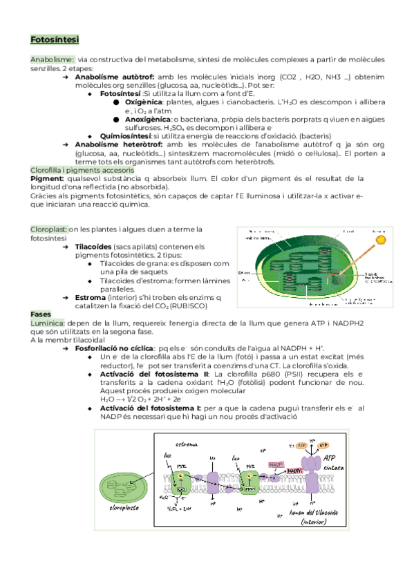 Miniatura del documento Fotosintesi-U3.docx