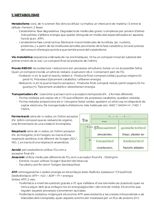 Miniatura del documento Metabolisme-U2.docx
