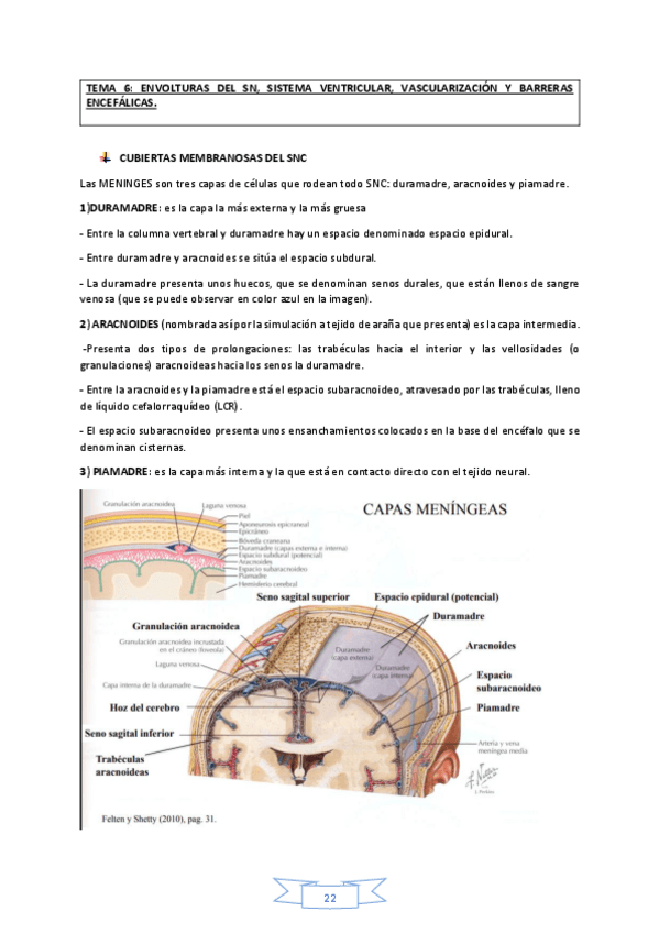 Miniatura del documento Neuroanatomia.pdf
