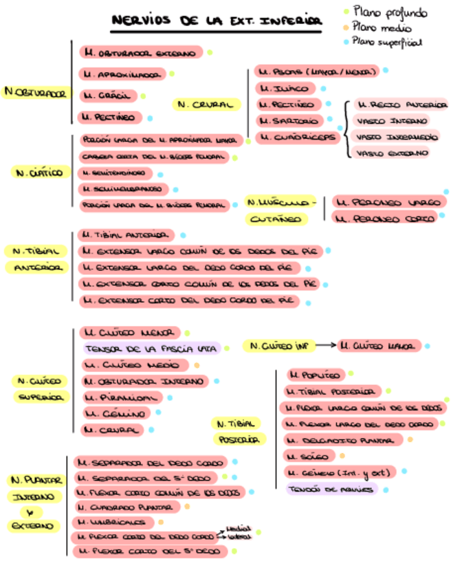Miniatura del documento NERVIOS-DE-LA-EXTREMIDAD-INFERIOR.pdf