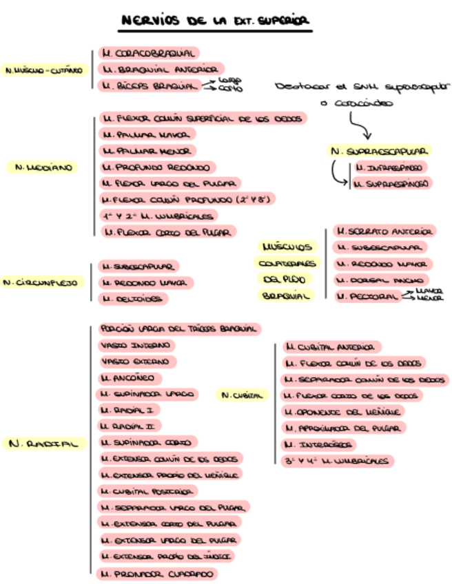 Miniatura del documento NERVIOS-DE-LA-EXTREMIDAD-SUPERIOR-.pdf