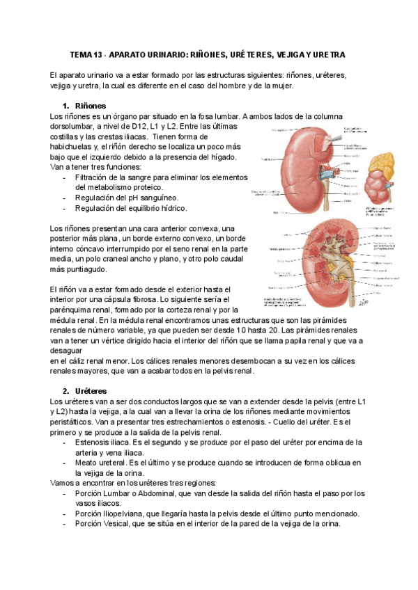 Miniatura del documento tema-13.pdf