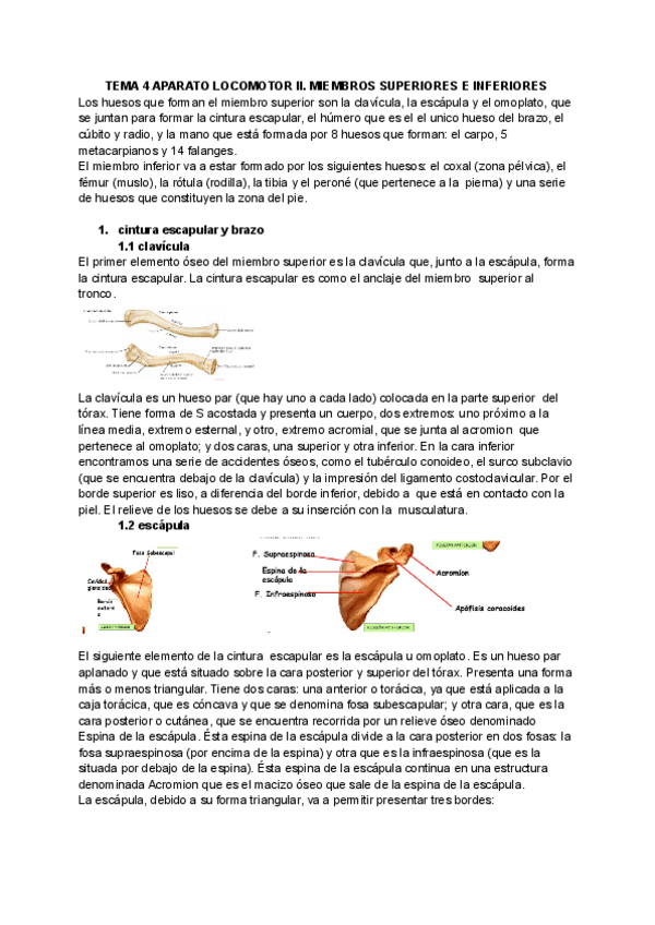 Miniatura del documento tema-4.-ap-locomotor.pdf
