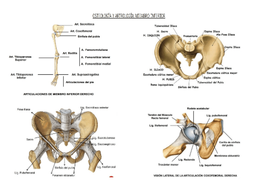 Miniatura del documento OSTEOLOGIA Y ARTROLOGIA