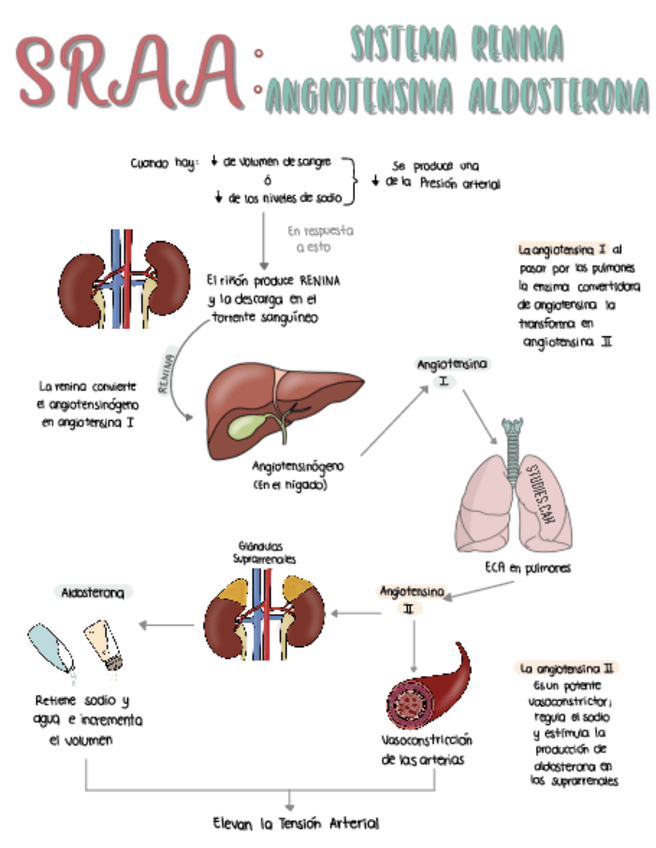 Miniatura del documento SRAA-.pdf
