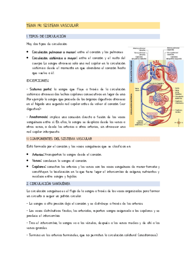 Miniatura del documento TEMA-14-VASCULAR.pdf