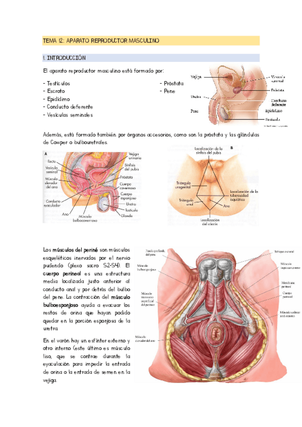 Miniatura del documento TEMA-12-Aparato-reproductor-masculino.pdf