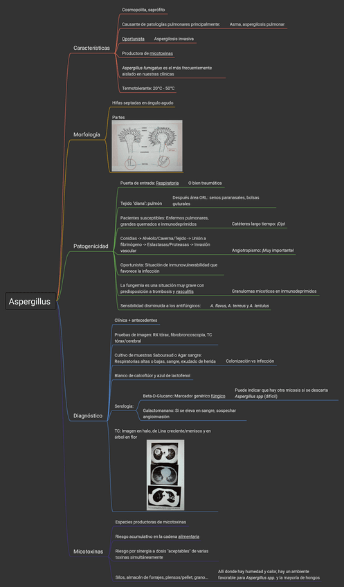 Miniatura del documento Aspergillus-esquema.pdf