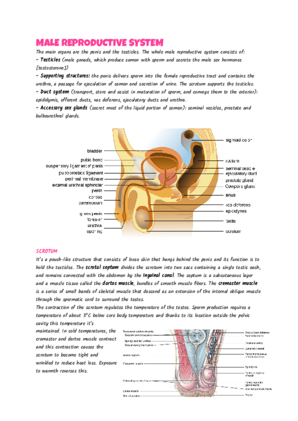 Miniatura del documento Reproductive systems (male and female).pdf