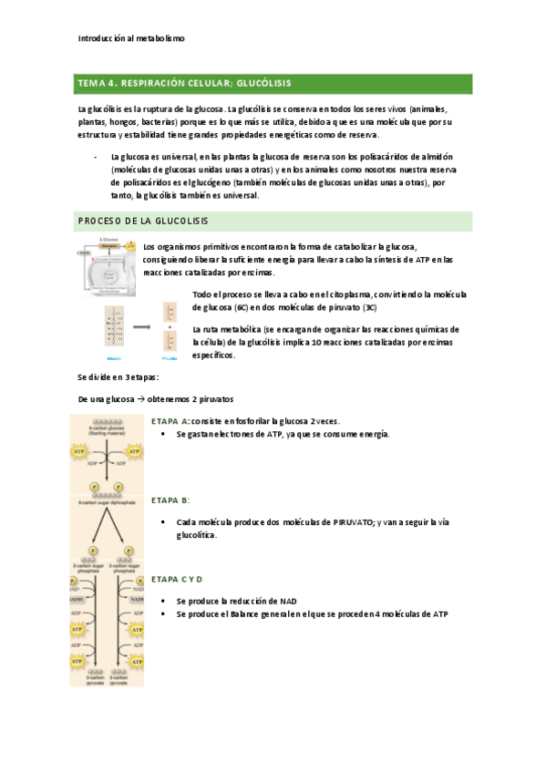 Miniatura del documento Tema-4.pdf