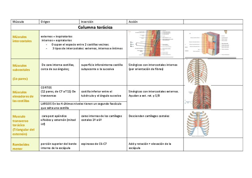 Miniatura del documento Tabla-miologia-columna-toracica-imp.pdf