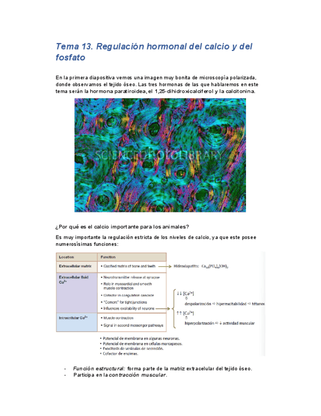 Miniatura del documento tema13endocrino.pdf