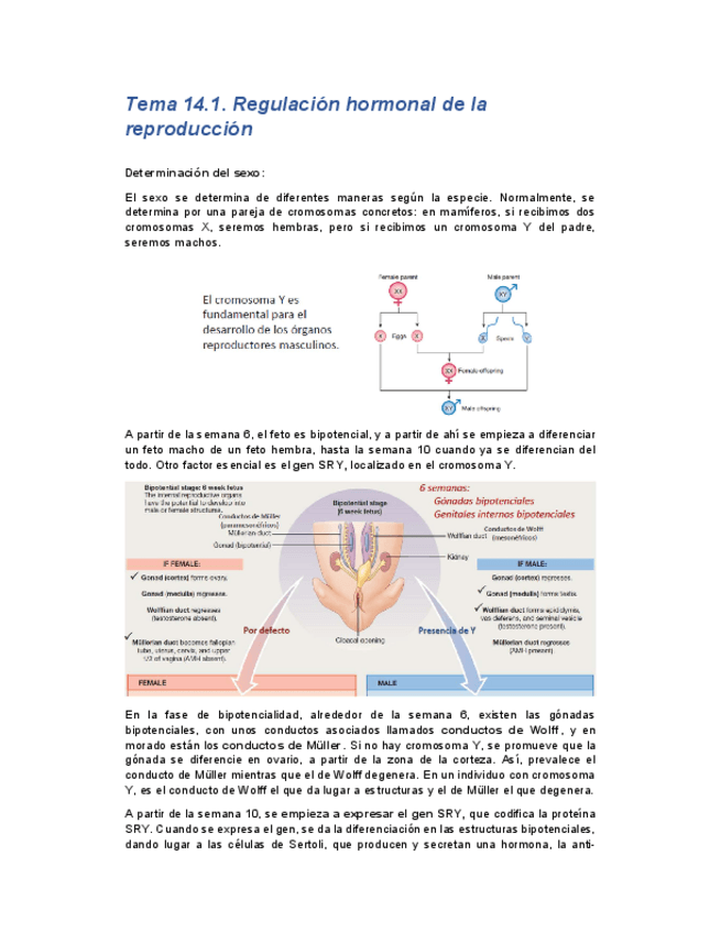 Miniatura del documento tema14-1endocrino.pdf