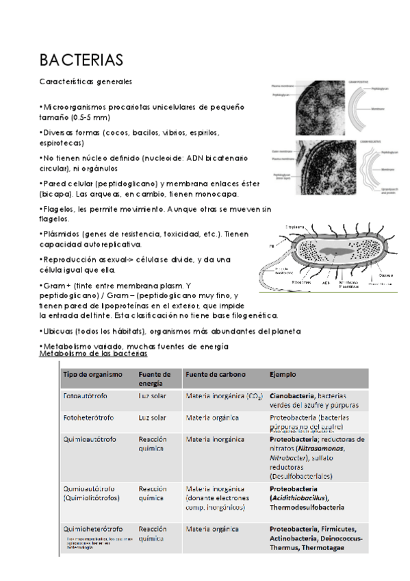 Miniatura del documento bacterias-apuntes.pdf