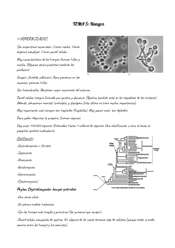 Miniatura del documento T5-hongos.pdf
