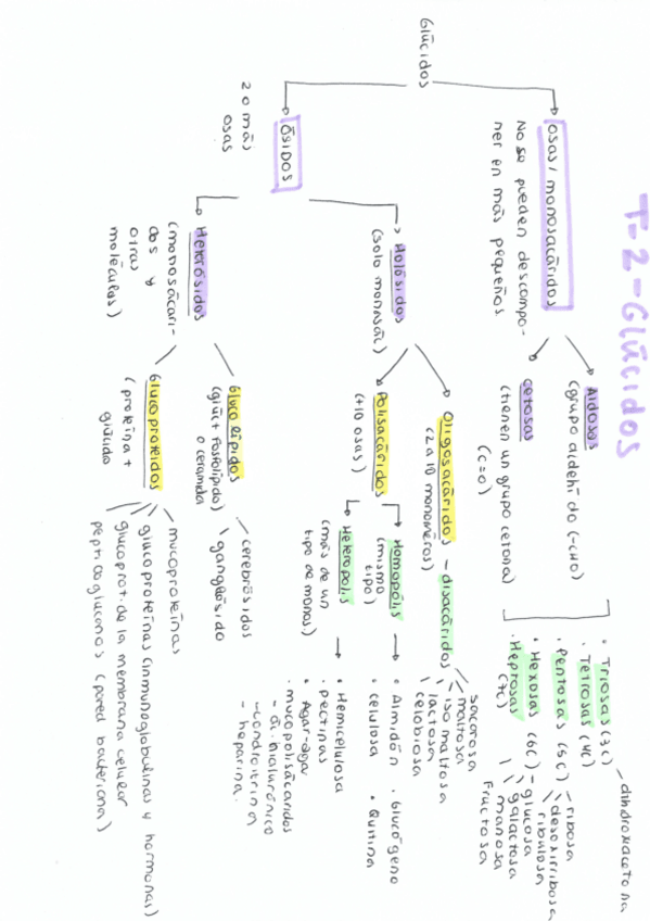 Miniatura del documento esquema-T-2-glucidos.pdf