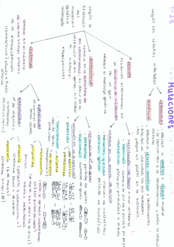 Miniatura del documento esqeuma-t-14-mutaciones.pdf