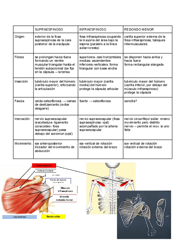 Miniatura del documento tablas-musculos-anatomia.pdf