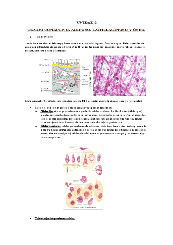 Miniatura del documento Unidad-2-tejido-conectivo.pdf