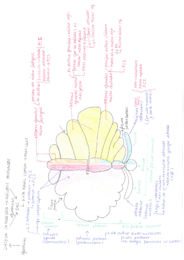 Miniatura del documento CORTEZA CEREBELOSA - NÚCLEOS PROFUNDOS.pdf