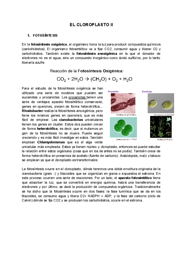 Miniatura del documento T5-EL-CLOROPLASTO-II.pdf