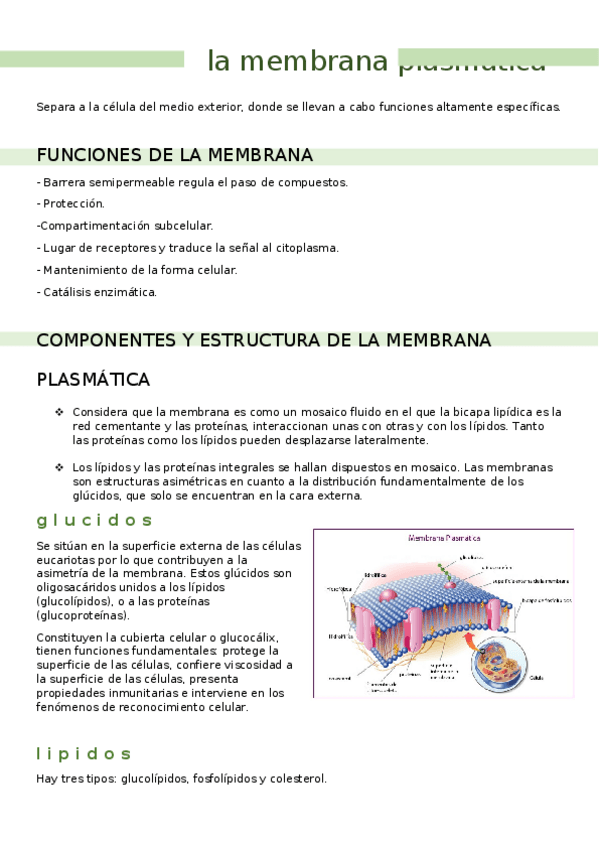 Miniatura del documento la-membrana-plasmatica.docx