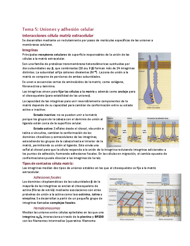 Miniatura del documento Tema 5: Uniones y adhesion celular.pdf