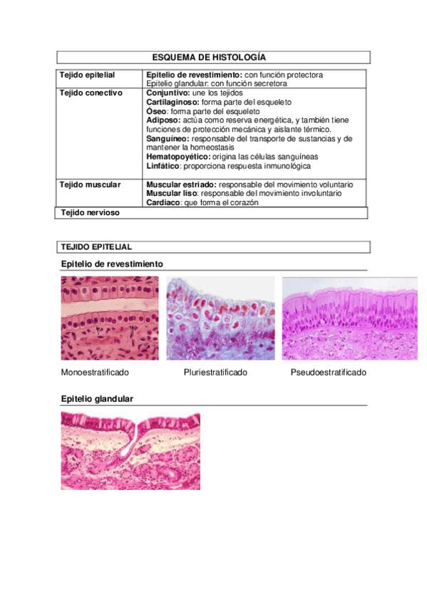 Miniatura del documento ESQUEMA-DE-HISTOLOGIA.pdf